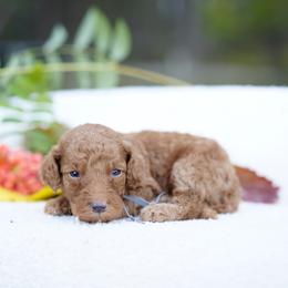 Gray collar - Red  male Goldendoodle puppy in Spokane, Washington from Doodle Love