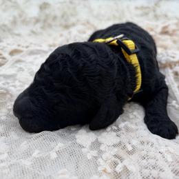 Nirvana - Black male Poodle puppy in Otto, North Carolina from Wild Suns Farm