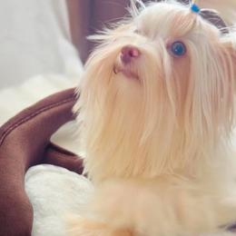 RoYse - Yorkshire Terrier
