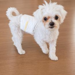 Tory - White male Maltipoo puppy in Corona, California from Poodle house CA