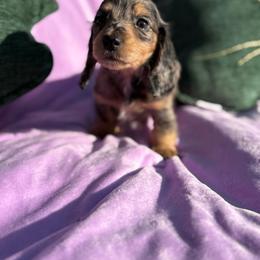 Shimmer - Dapple female Dachshund puppy in Temecula, California from Naomi Magee's Dachshund Kennel