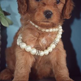 Bernedoodle, Goldendoodle, and Poodle Puppies from Florida Pumpkadoodles