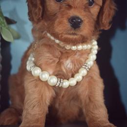Bernedoodle, Goldendoodle, and Poodle Puppies from Florida Pumpkadoodles
