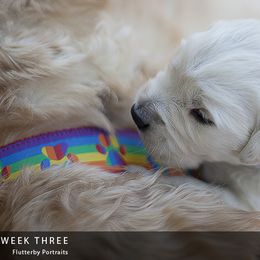 Golden Retriever Puppies from Kruger Family Breeders