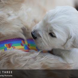 Golden Retriever Puppies from Kruger Family Breeders