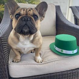Mini-Me - French Bulldog