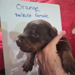 Orange Collar - Red and rust female Doberman Pinscher puppy in Ault, Colorado from Stand Alone European Dobermans