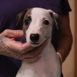 Boy 1 - White and fawn brindle Whippet puppy in Indianapolis, Indiana from SaeSi Kennels