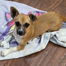 Chihuahua puppies from Diamond's Doodles