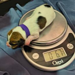 Cookie - Piebald male Dachshund puppy in Hollis, Oklahoma from Write Breed Doxies