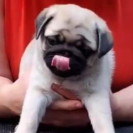 Pug Puppies from Pickwick Pugs