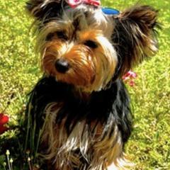 Yorkshire Terriers from Marisol's Yorkies