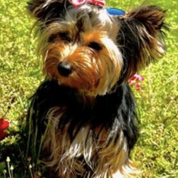 Yorkshire Terriers from Marisol's Yorkies