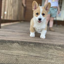 Pembroke Welsh Corgi Puppies from Loves Classic Corgis