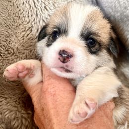 Boy 1 - Sable male Pembroke Welsh Corgi puppy in California from Trotter Hill Farms