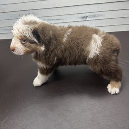 Miniature American Shepherd Puppies from Premiere Minis