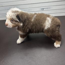 Miniature American Shepherd Puppies from Premiere Minis