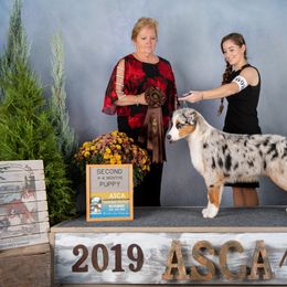 Australian Shepherd Puppies from Cu2 Aussies