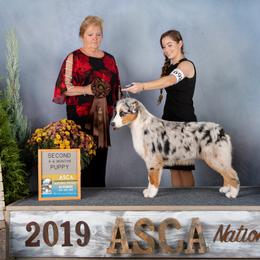 Australian Shepherd Puppies from Cu2 Aussies