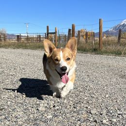 Elijah - Pembroke Welsh Corgi