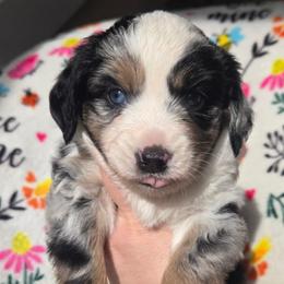 Crystal - Blue merle female Miniature Australian Shepherd puppy in Danville, Indiana from Wingler Acres Mini Aussies