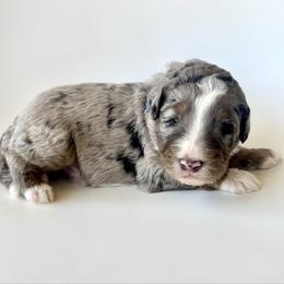 Buoy - Blue merle male Bernedoodle puppy in Pulaski, Tennessee from Doodle My Heart