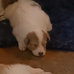 Collie Puppies from Dove Creek Collies
