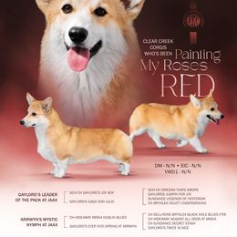 Rose - Pembroke Welsh Corgi