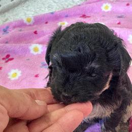 Joan - Tri-color female Yorkipoo puppy in Cedar Springs, Michigan from Pridespoodles