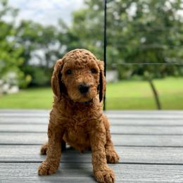 Wrangler (blue) - Red  male Goldendoodle puppy in Hutto, Texas from Crystal's Goldendoodles