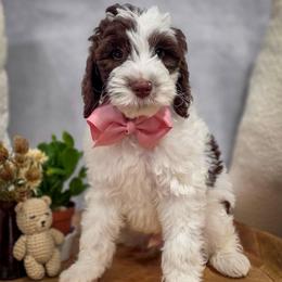Louie - Parti male Double Doodle puppy in Cleveland, Tennessee from Edgewater Doodles & Designer Pups
