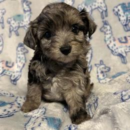 SPROUT - Blue merle female Aussiedoodle puppy in Bell, Florida from BellCrist Little bits