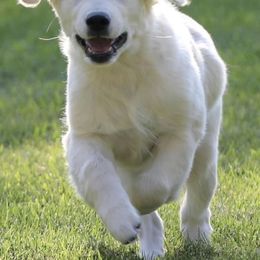 Golden Retriever Puppies from Creme Brulee Goldens