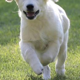 Golden Retriever Puppies from Creme Brulee Goldens