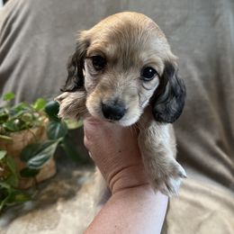 Dachshund Puppies from Simms Ashuelot Kennel