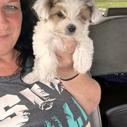 Goldendoodle, Maltipoo, and Yorkipoo Puppies from Doodle Pups Fur-Ever
