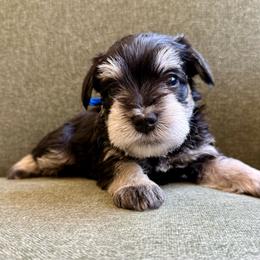 Glock - AKC - Blue Collar - Black and silver male Miniature Schnauzer puppy in Wheeler, Wisconsin from Sue’s Miniature Schnauzers