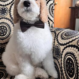 Bernedoodle, Cockapoo, and Goldendoodle Puppies from Avery Doodle Day LLC