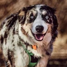 Miniature Australian Shepherds and Toy Australian Shepherds from Heritage Homestead