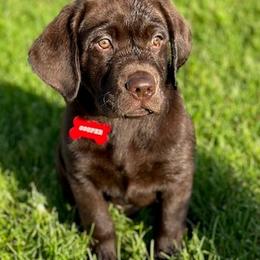 Labrador Retriever Puppies from Labrador emPAWrium