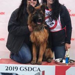 German Shepherd All Grown Up from Haus Wesmiller