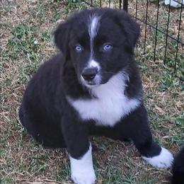 Bolt - Green - Boy - Black & white male Australian Shepherd puppy in Charlotte, North Carolina from Tranquility Trail Aussies
