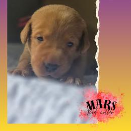 Red Collar - Mars - Yellow male Labrador Retriever puppy in Sumerduck, Virginia from Cedar Mountain Retrievers