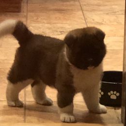 Akita Puppies from Gallant Akitas