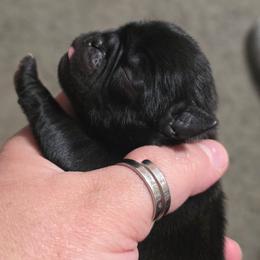 Black Male - Black male Pug puppy in Olin, North Carolina from Piggy Pugs