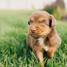 Hershey - Red tri male Miniature Australian Shepherd puppy in Enoch, Utah from Twisted H Aussies
