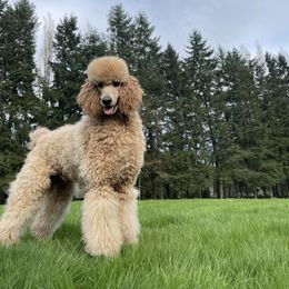 Archie - Poodle