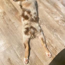 Australian Shepherd and Miniature Australian Shepherd Puppies from Donaldson Aussies