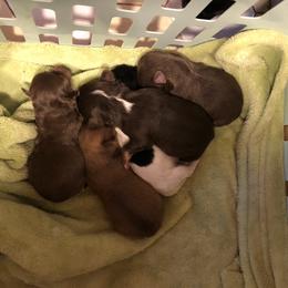 Stu Macher - Gold male Chihuahua puppy in Amelia, Virginia from Pannell’s Precious Pups
