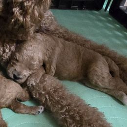 Goldendoodle and Labrador Retriever Puppies from Sagebrush Labradors and Doodles